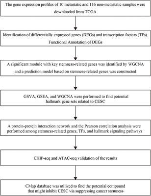 Identification of Stemness-Related Genes for Cervical Squamous Cell Carcinoma and Endocervical Adenocarcinoma by Integrated Bioinformatics Analysis